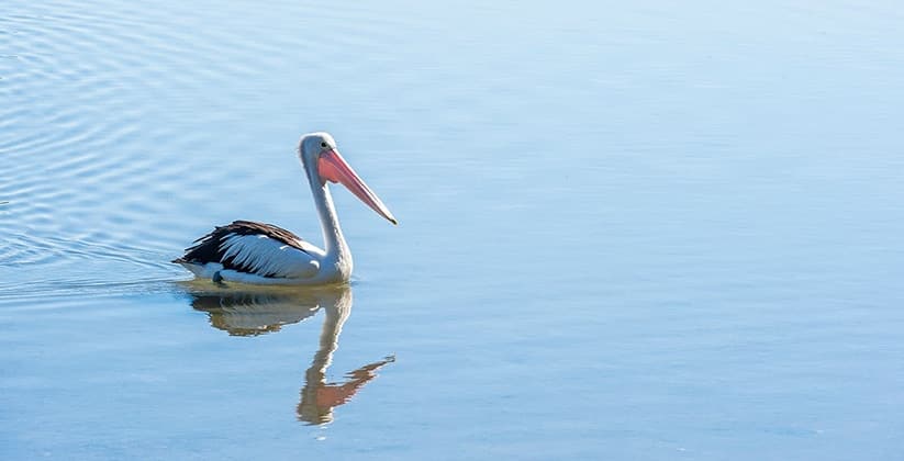 Palm Lake Resort Yamba 3