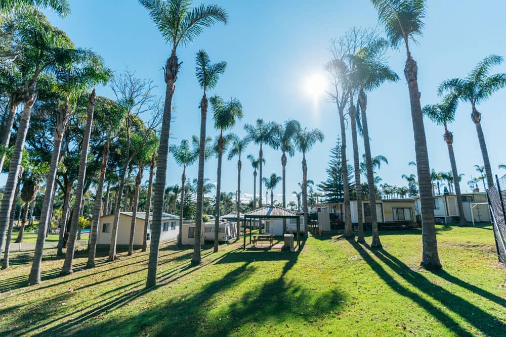 View of the sun shining through palm trees with permanent caravans in the background